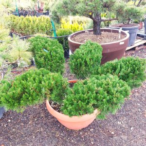 Borievka prostredná (Juniperus x media) ´MINT JULEP´ - výška 60-80 cm, kont. C90L - BONSAJ